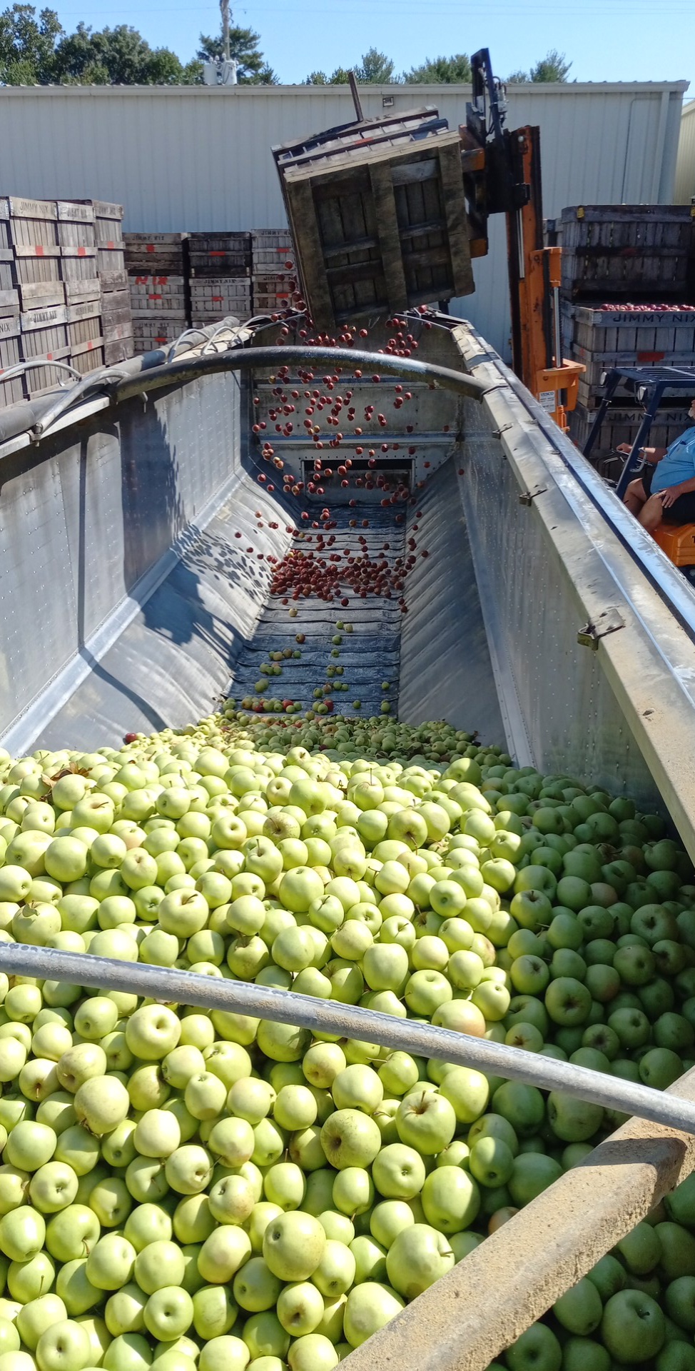 Apples being sorted in processing facility