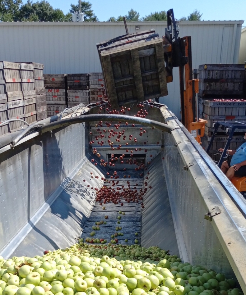 Harvesting apples into large processing container