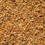 wheat midds